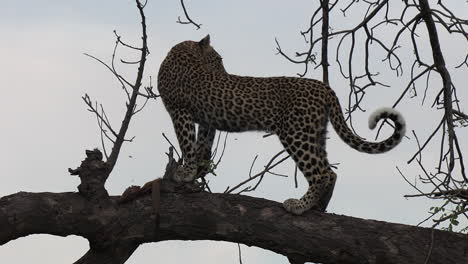 Handheld-Shot-of-Leopard-Eating-Dead-Mongoose-in-Tree