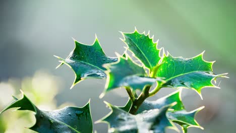 Close-up-video-showcasing-a-marvelous-holly-bush,-backlit-by-the-morning-sun,-green-leaves-shining,-and-red-Christmas-berries-glistening-with-dew