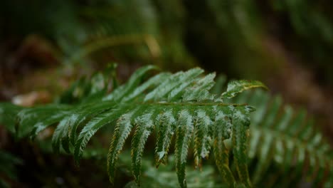 Wet-fern-leaf-in-forest-of-Oregon