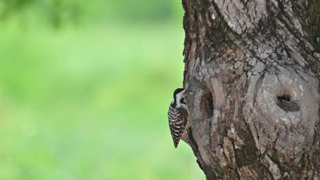 Going-down-on-the-side-of-the-tree-towards-its-nest,-delivers-the-grub-to-its-baby-then-it-shows-its-head-out-to-chirp-and-goes-in,-Speckle-breasted-Woodpecker-Dendropicos-poecilolaemus,-Thailand