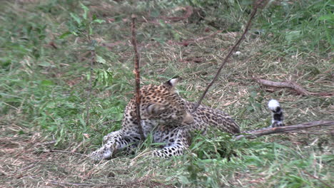 Ein-Junger-Leopard-Spielt-Mit-Einem-Stock,-Während-Er-Im-Gras-Liegt