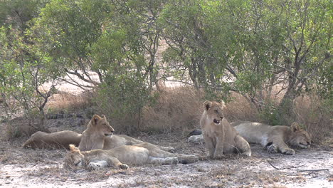 Gruppe-Von-Löwen,-Die-In-Der-Afrikanischen-Savanne-Ruhen