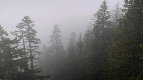 Nebel-Rollt-Durch-Bäume-Im-Wald