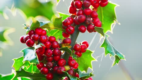 Close-up-video:-Holly-bush-illuminated-by-morning-sun,-vivid-green-leaves-shining,-and-Christmas-berries-glistening-with-morning-dew