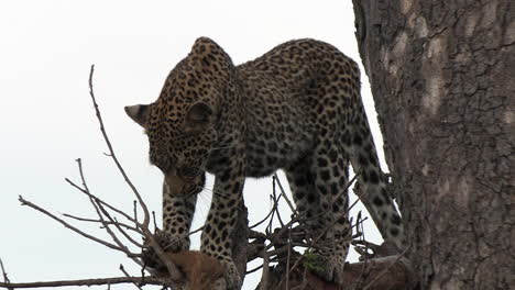 Vista-De-Cerca-De-Un-Leopardo-Parado-En-Un-árbol-Con-Un-Animal-Muerto-Recientemente-Asesinado