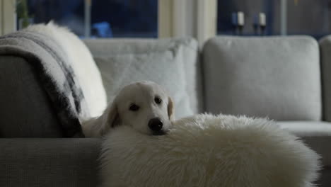 Freundlicher-Familienhund-Auf-Der-Couch,-Der-In-Die-Kamera-Schaut