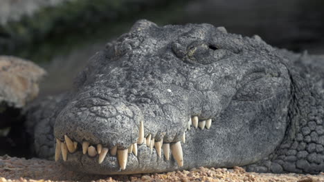 Crocodile-with-big-teeth