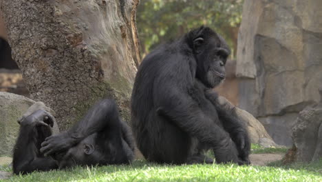 Zwei-Schimpansen-Im-Zoo