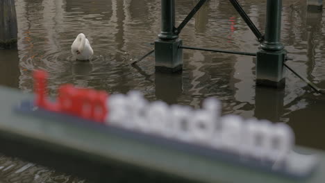 White-swan-in-water-and-I-amsterdam-slogan
