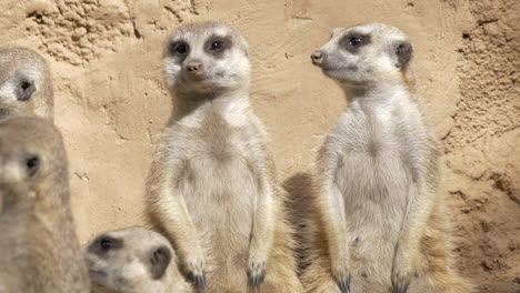 Group-of-suricates-stand-sentry