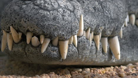 Crocodile-jaws-with-big-teeth