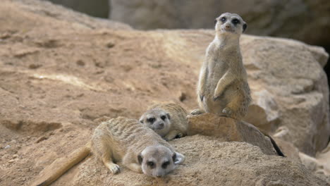 Three-meerkats-with-one-being-on-the-alert