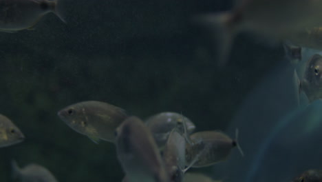 Silver-fish-swimming-in-big-aquarium