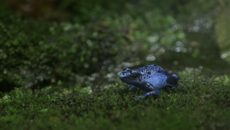 Blue-poison-arrow-frog