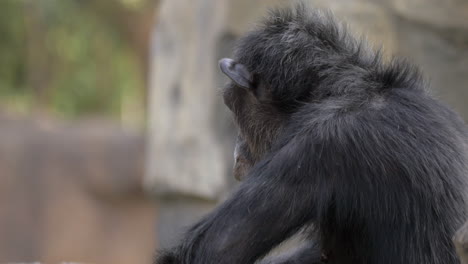 Chimpanzee-in-the-zoo