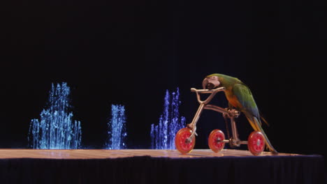 Macaw-riding-tricycle-in-the-circus