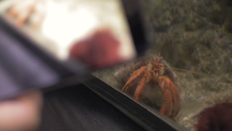 Taking-cell-photo-of-soldier-crab-in-aquarium