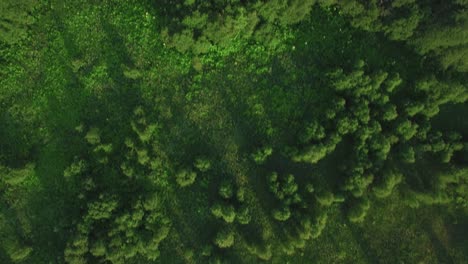 Flying-over-green-woods