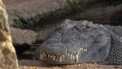 Großes-Ruhendes-Krokodil