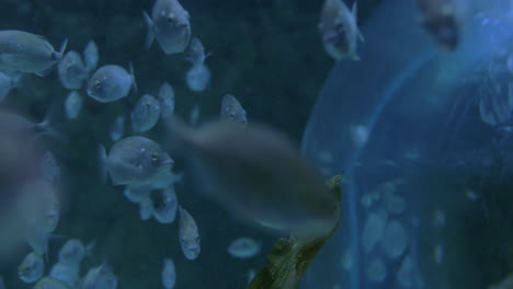 Fischschwarm-Schwimmt-Im-Großen-Aquarium
