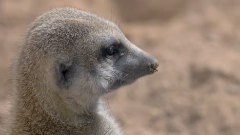 Suricate-is-on-his-guard