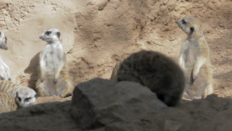 Bottom-view-of-Meerkat-Suricata-suricatta-huge-group-in-zoo