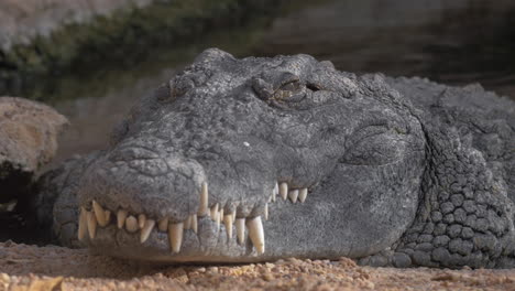 Close-up-view-of-fat-crocodile-head-lying-in-Zoo