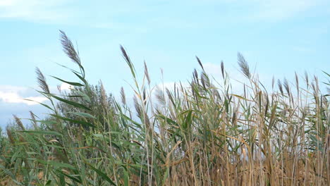 Reeds-swaying-in-the-wind