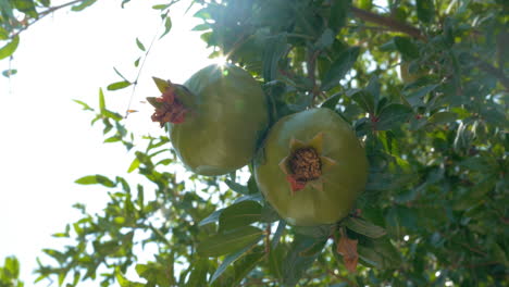 Close-up-of-two-pomegranates-hanging-on-branch