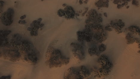 Luftflug-über-Dem-Sandstrand-Mit-Meerespflanzen