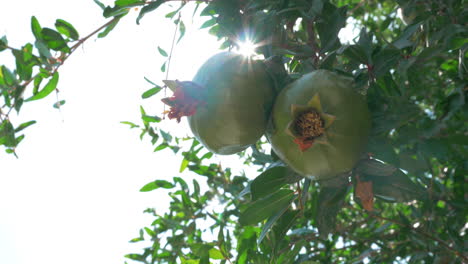Two-Green-Pomegranates-Closeup