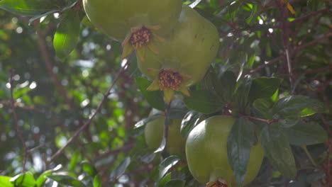 Green-fruit-of-pomegranate-tree-in-sunlight