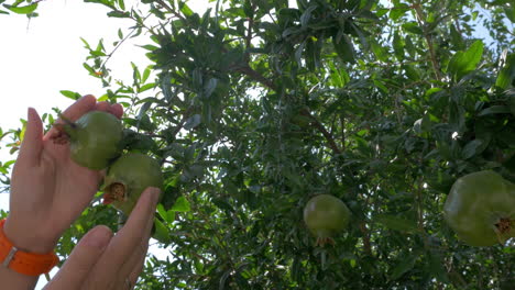 Woman-touching-unripe-pomegranates-on-the-tree