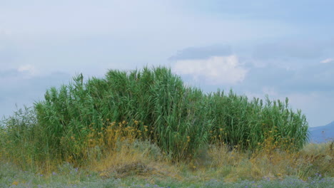 Outdoor-scene-with-reeds