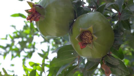 Pomegranate-Fruit-On-Tree-Branch