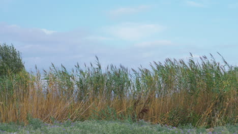 Reeds-waving-in-the-wind
