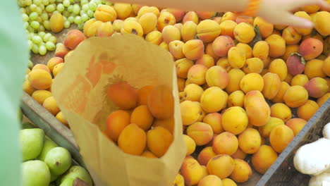 Woman-choosing-ripe-apricots-on-the-market
