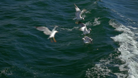 Seagulls-searching-for-food-in-sea