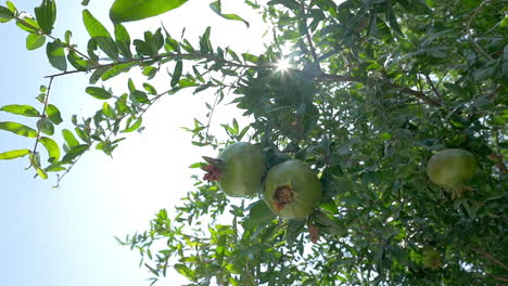 Granatapfelbaum-Mit-Grünen-Früchten
