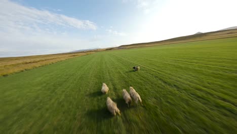 Low-FPV-shot-overhead-a-small-herd-of-sheep-running-in-a-field-in-Iceland