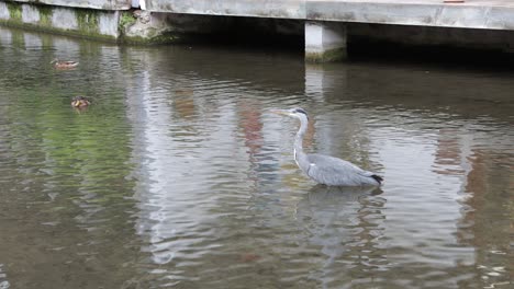 Great-Blue-Heron-standing-in-shallow-water-of-Große-Blau-in-Ulm,-Germany