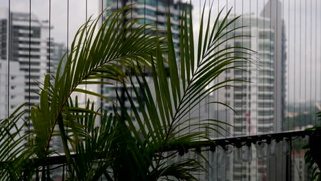 Areca-Palm-Plant-Leaves-Fluttering-In-Wind-On-High-Rise-Balcony