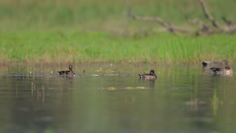 Tufted-Ducks-Swimming-in-lake-side