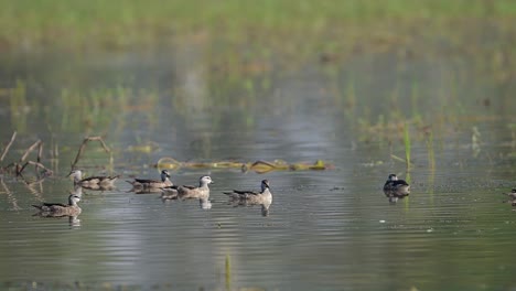 Flock-of-Cotton-pygmy-goose-feeding-in-morning-in-Wetland