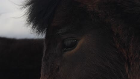Close-up-of-dark-brown-Icelandic-horse-eye-and-mane-during-windy-day