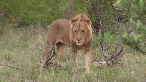 Majestic-Male-Lion-Strides-Through-Green-Savanna-in-Kruger-Park