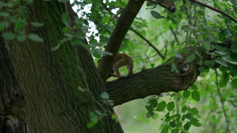 Mono-Ardilla-Común-En-Un-árbol,-Capturado-En-El-Zoológico,-Teleobjetivo-De-Pequeño-Simio