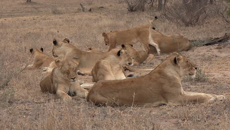 Lion-pride-resting-together,-a-group-of-female-lionesses-and-cubs