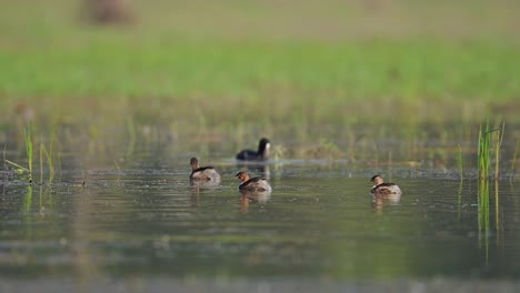 Flock-of-Little-grebe-Swimming-in-Water