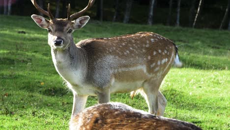 Fallow-deer-buck-with-big-horns-eating-lush-green-grass,-slow-motion,-sunny-autumn-day,-wildlife-concept,-closeup-handheld-shot